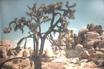 Joshua Tree in California