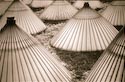 Just Oiled Umbrellas by E H Cassidy