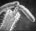 Hawaii Plant Forms by E H Cassidy 1938