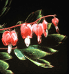 fucshia