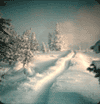 woods on a snowy day