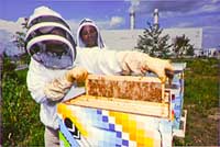 City Bees