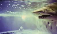great white at Myrtle Beach facility