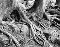 restless roots